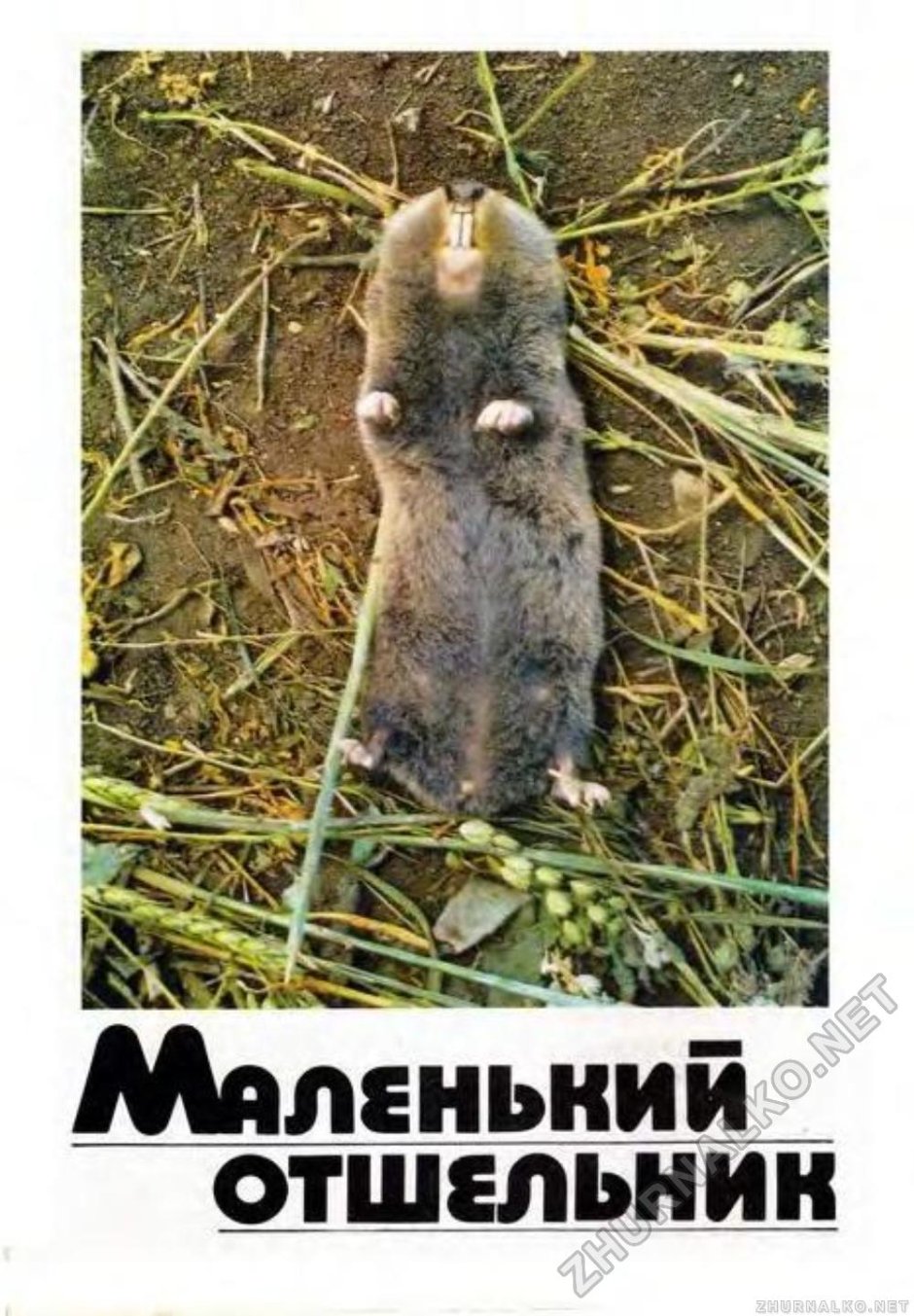 Крыса слепыш