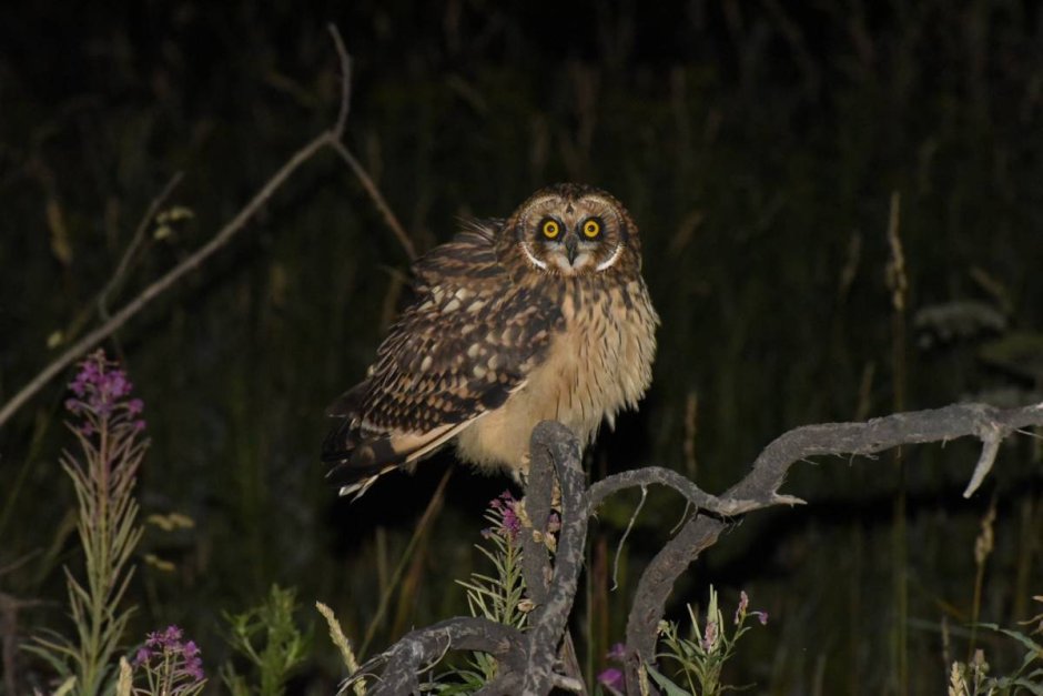 Болотная Сова (ASIO flammeus)