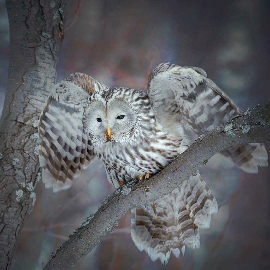 Нико Пеконен фотограф