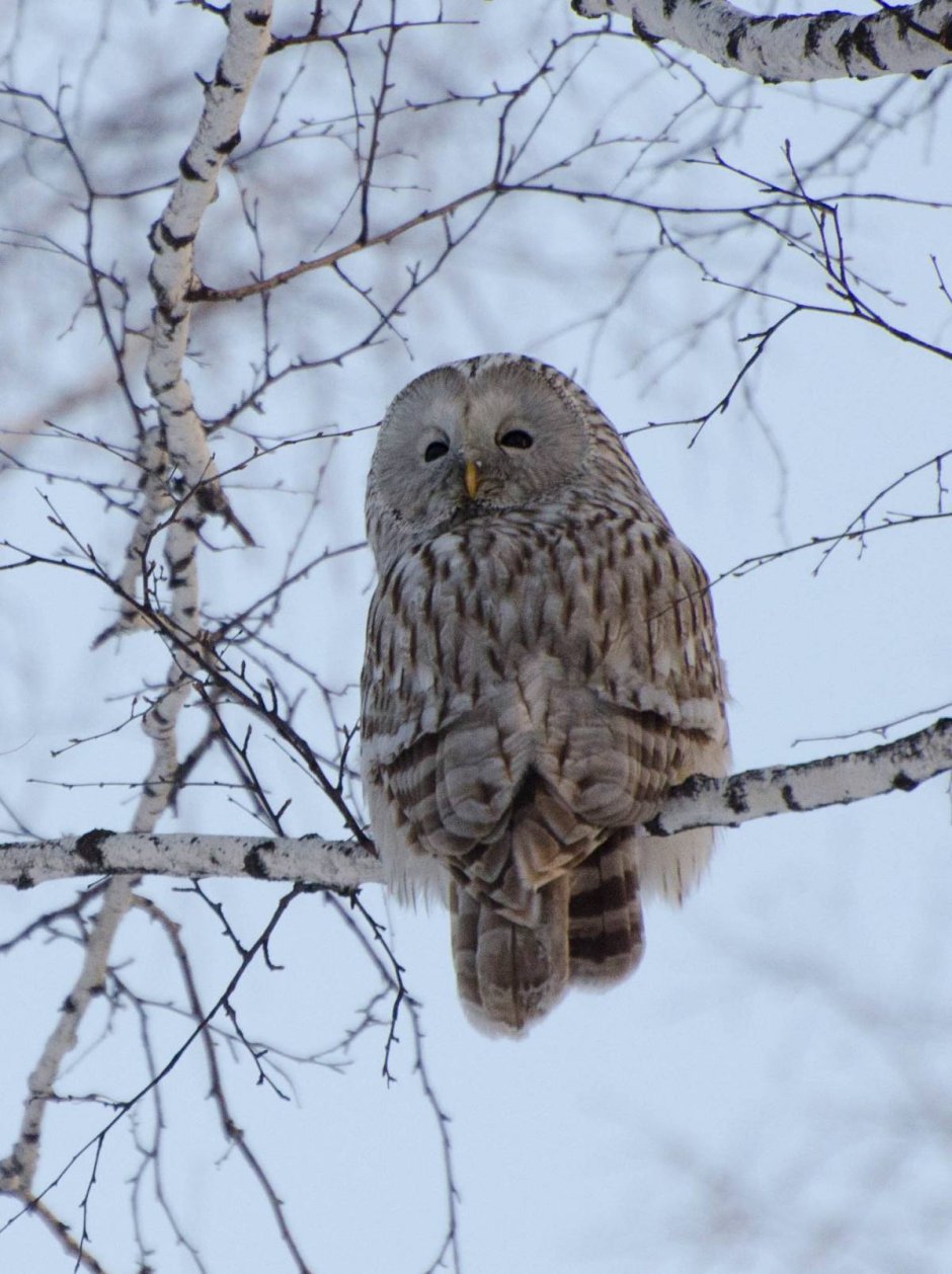 Сова неясыть длиннохвостая (Strix uralensis)