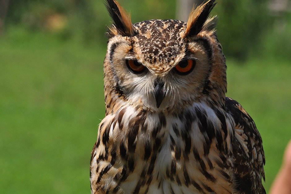 Евразийский Филин (Eurasian Eagle Owl, Bubo Bubo)