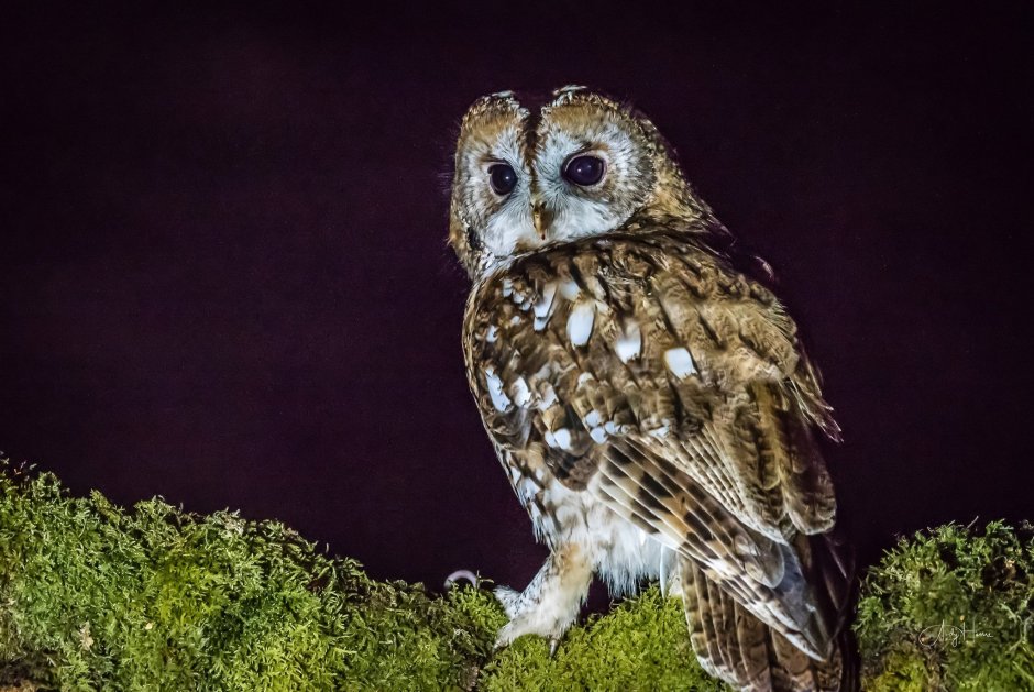 Ночная Сова.(Night Owl).1993