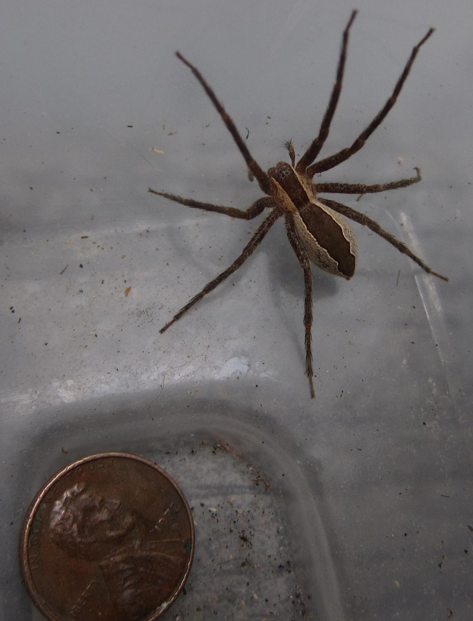 Pisaurina brevipes