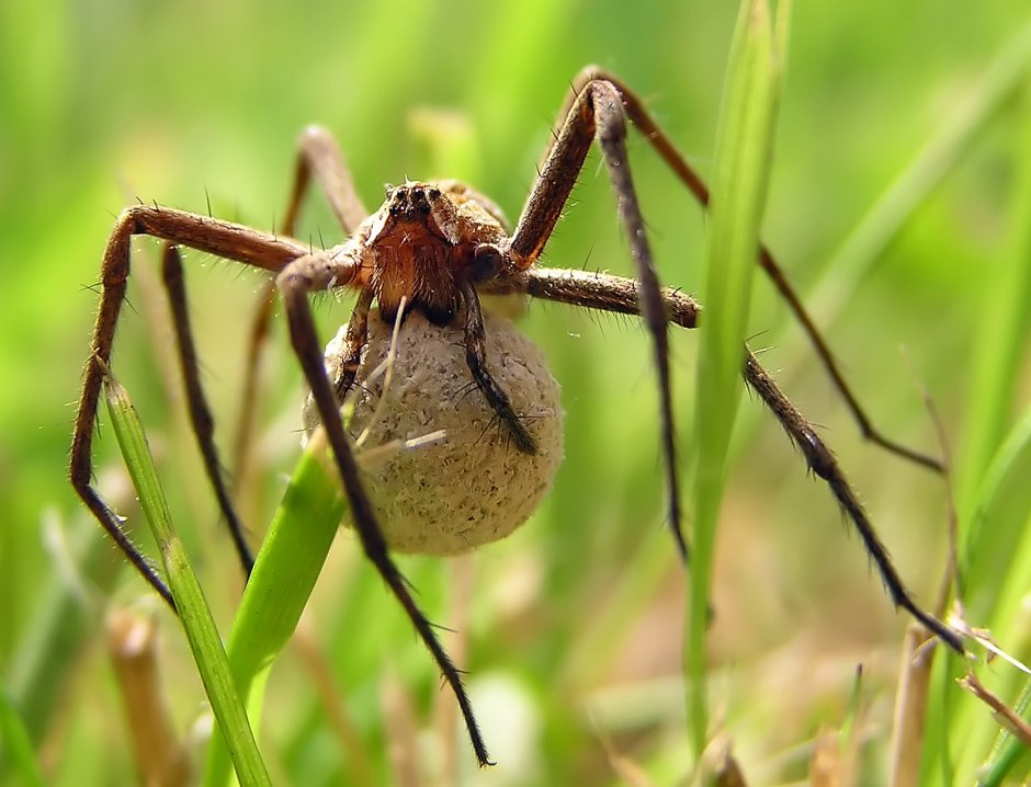 Fishing Spider