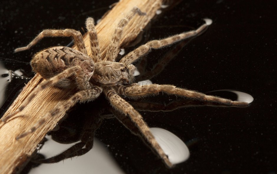 Паук каёмчатый охотник (Dolomedes fimbriatus)