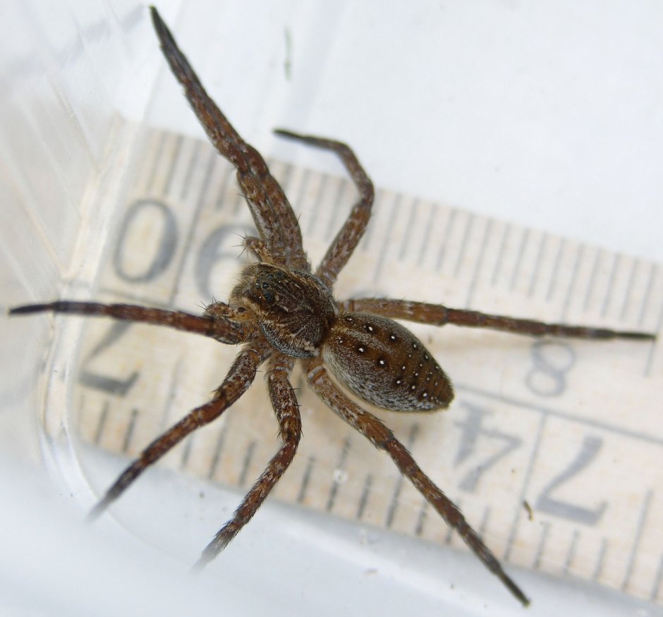 Паук Dolomedes