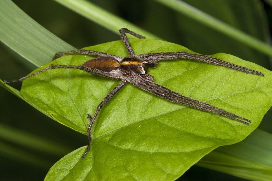 Pisaura Mirabilis