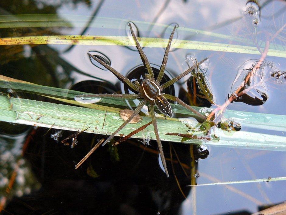 Dolomedes Triton паук
