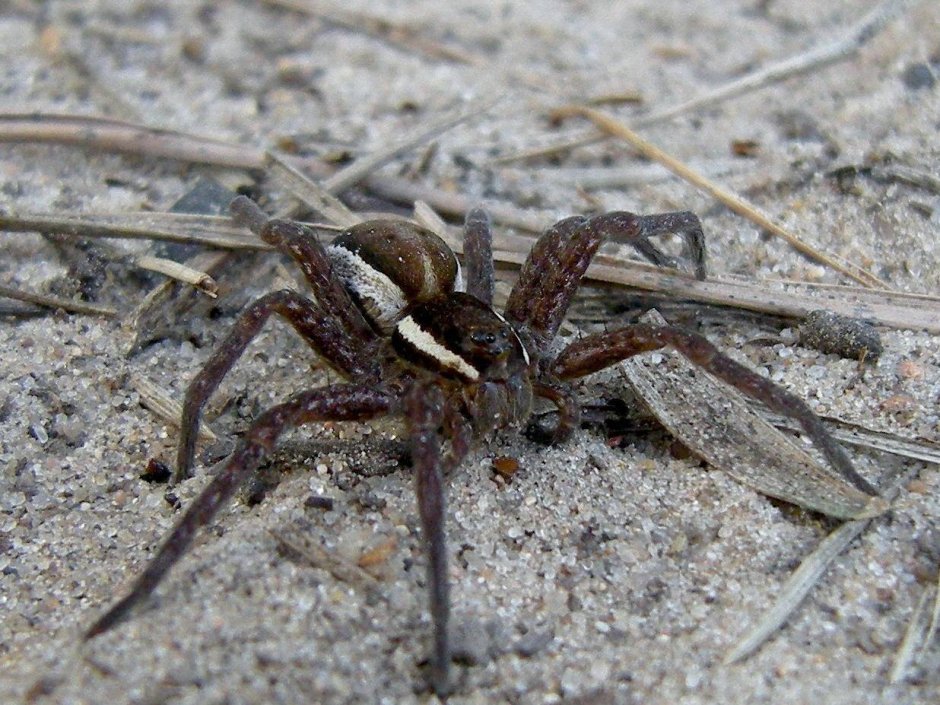 Tegenaria gigantea