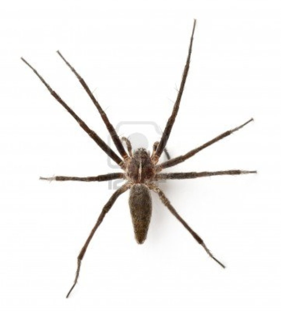 Phacotus perty