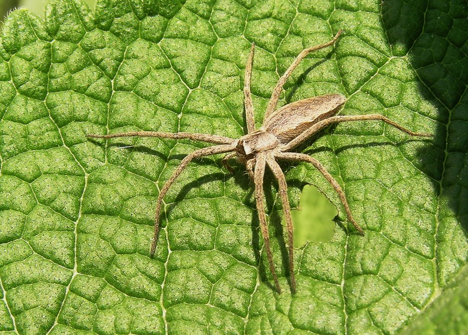 Dolomedes Triton паук
