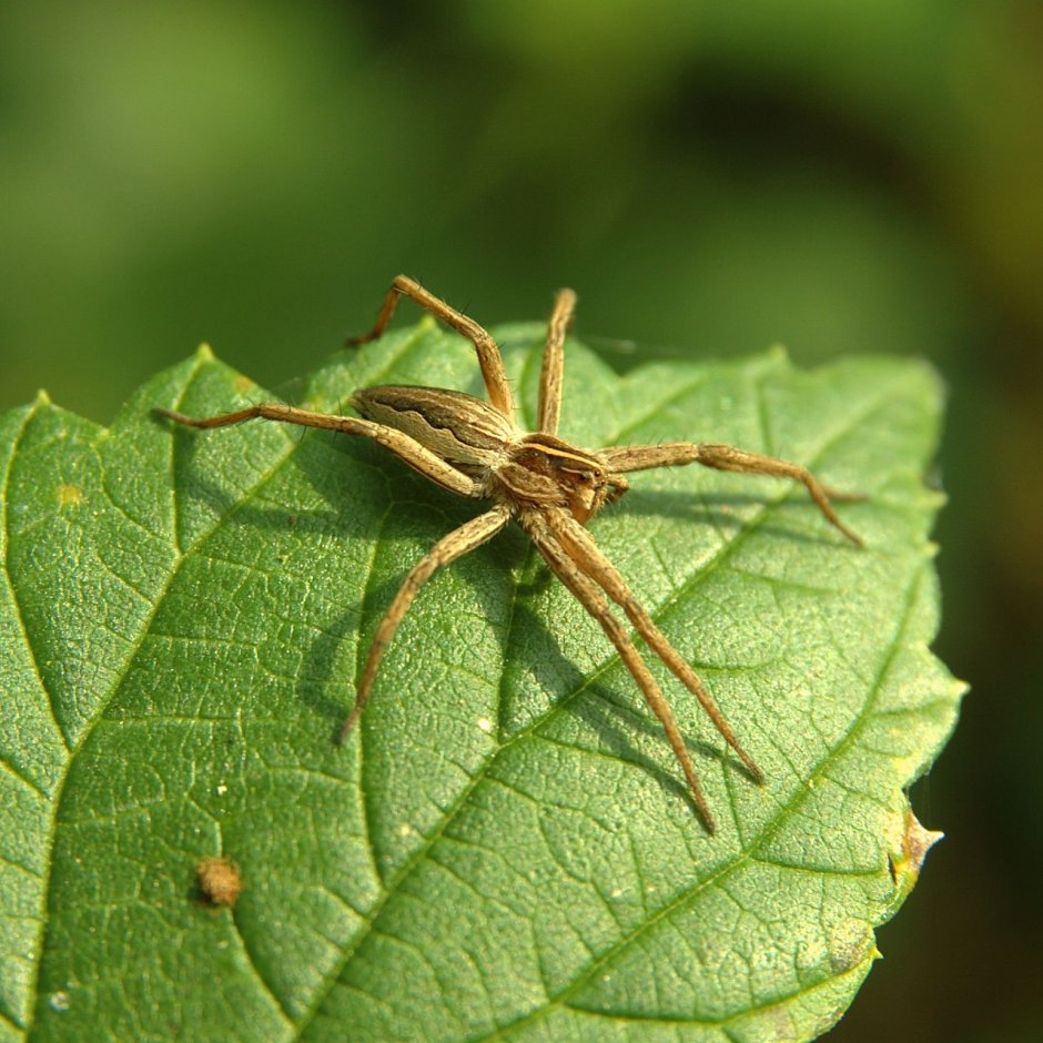 Dolomedes fimbriatus female