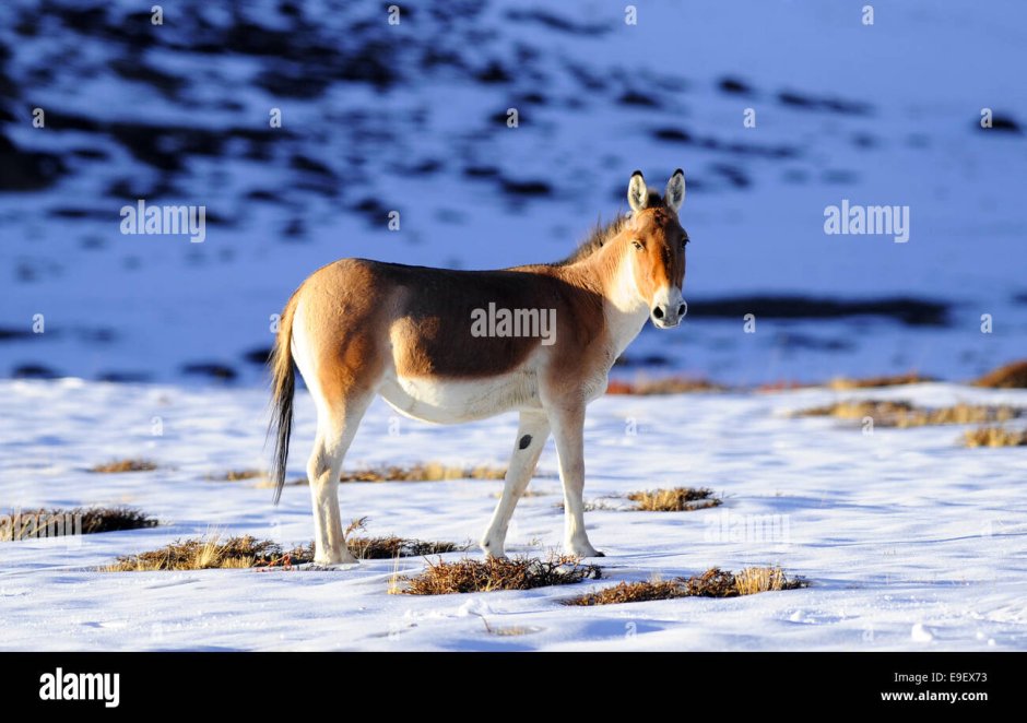 Кулан Equus hemionus