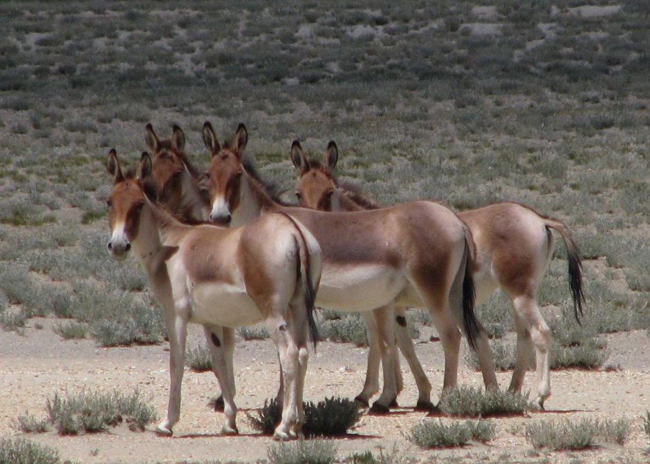 Лошадь Пржевальского Equus przewalskii