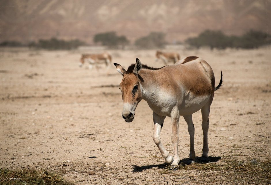 Кианг (Equus Kiang)