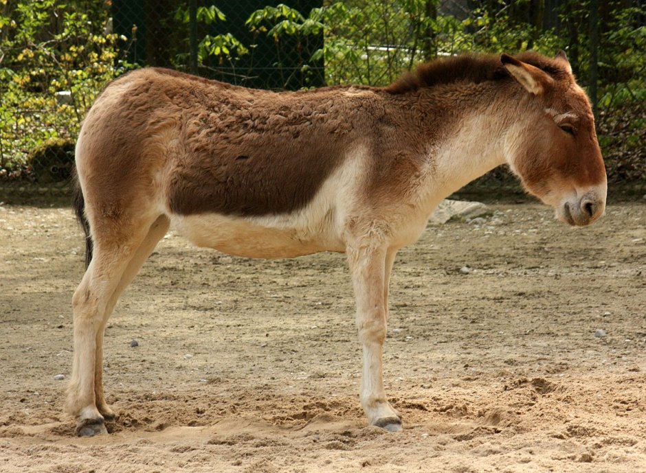 Дикий осёл Кулан