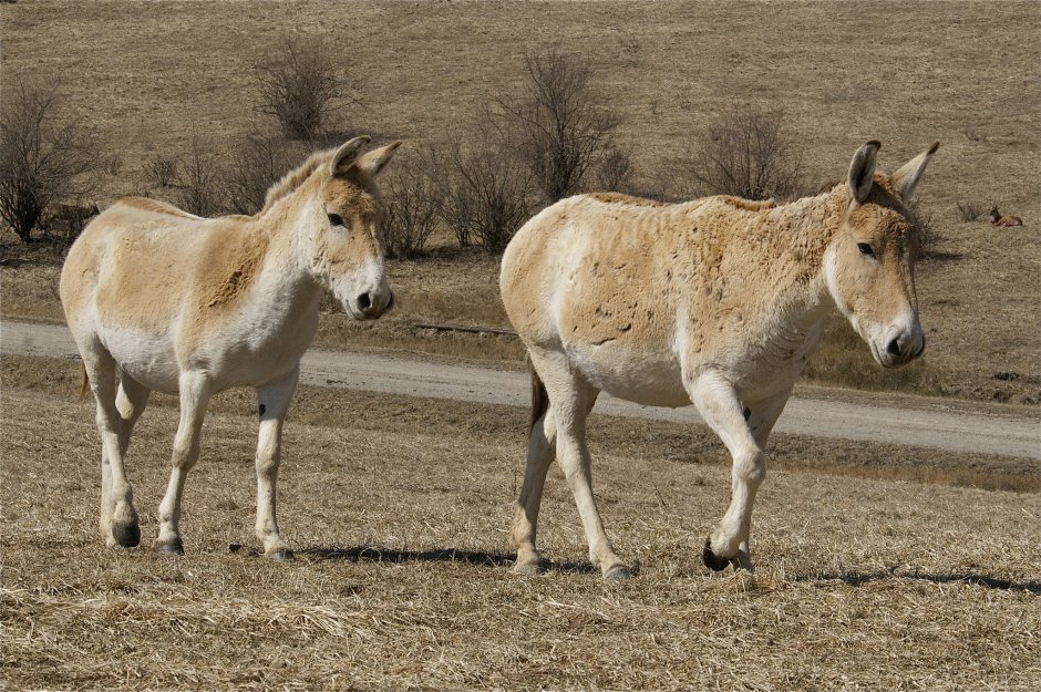 Сирийский Кулан