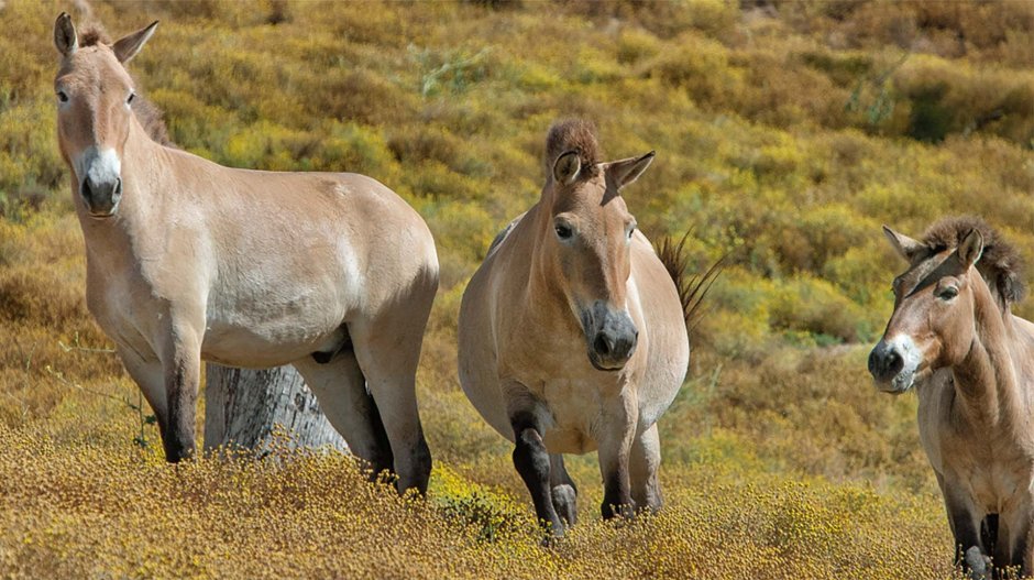 Кулан Equus hemionus