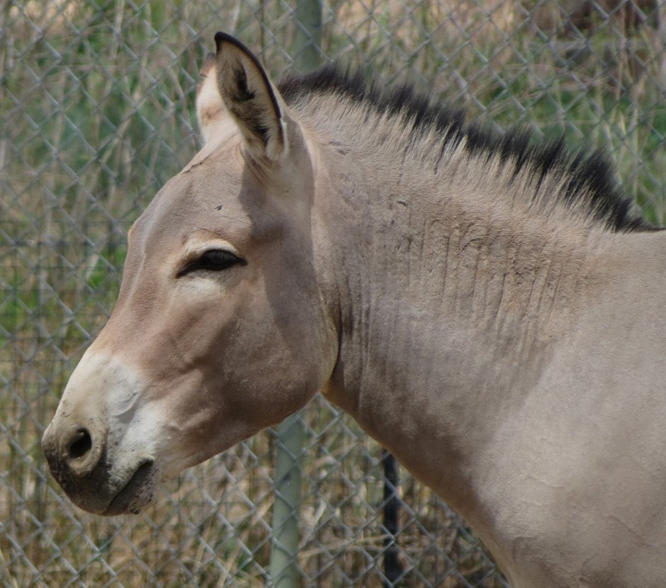 Кианг (Equus Kiang)