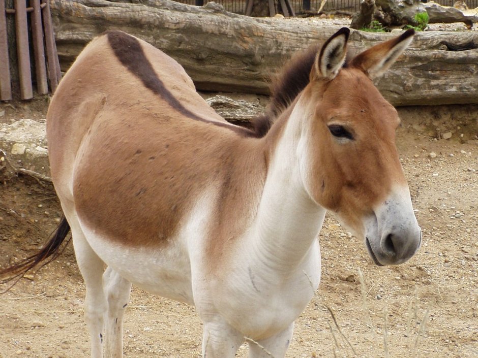 Кианг (Equus Kiang)