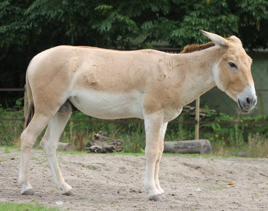 Дикий осел Кианг