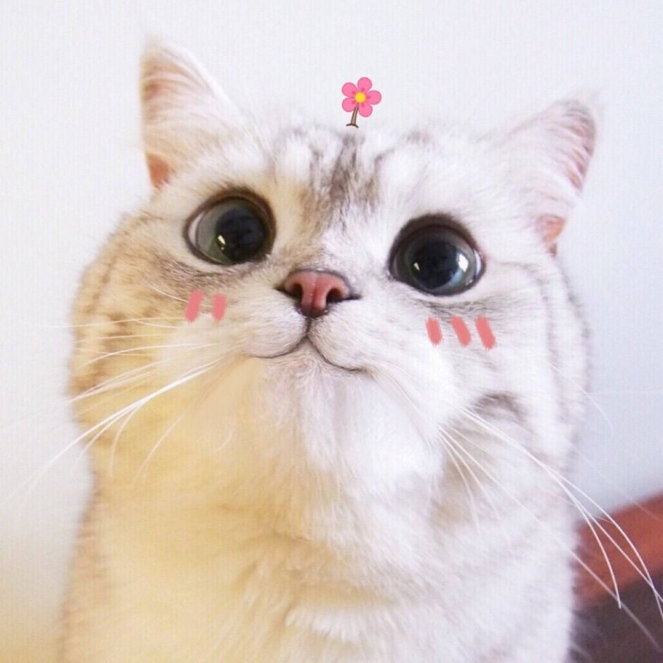 Кот с розовыми щеками