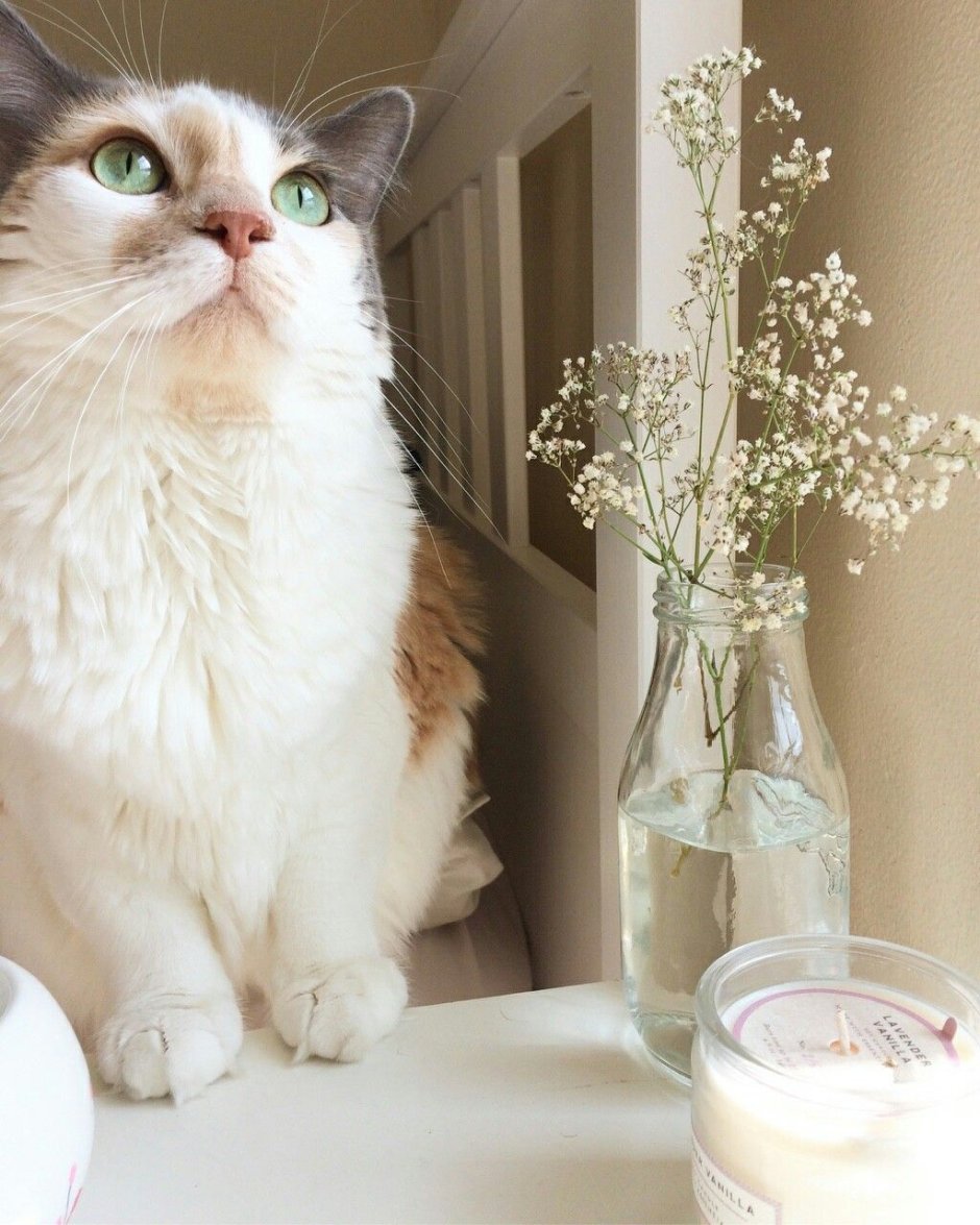 Эстетичные котики
