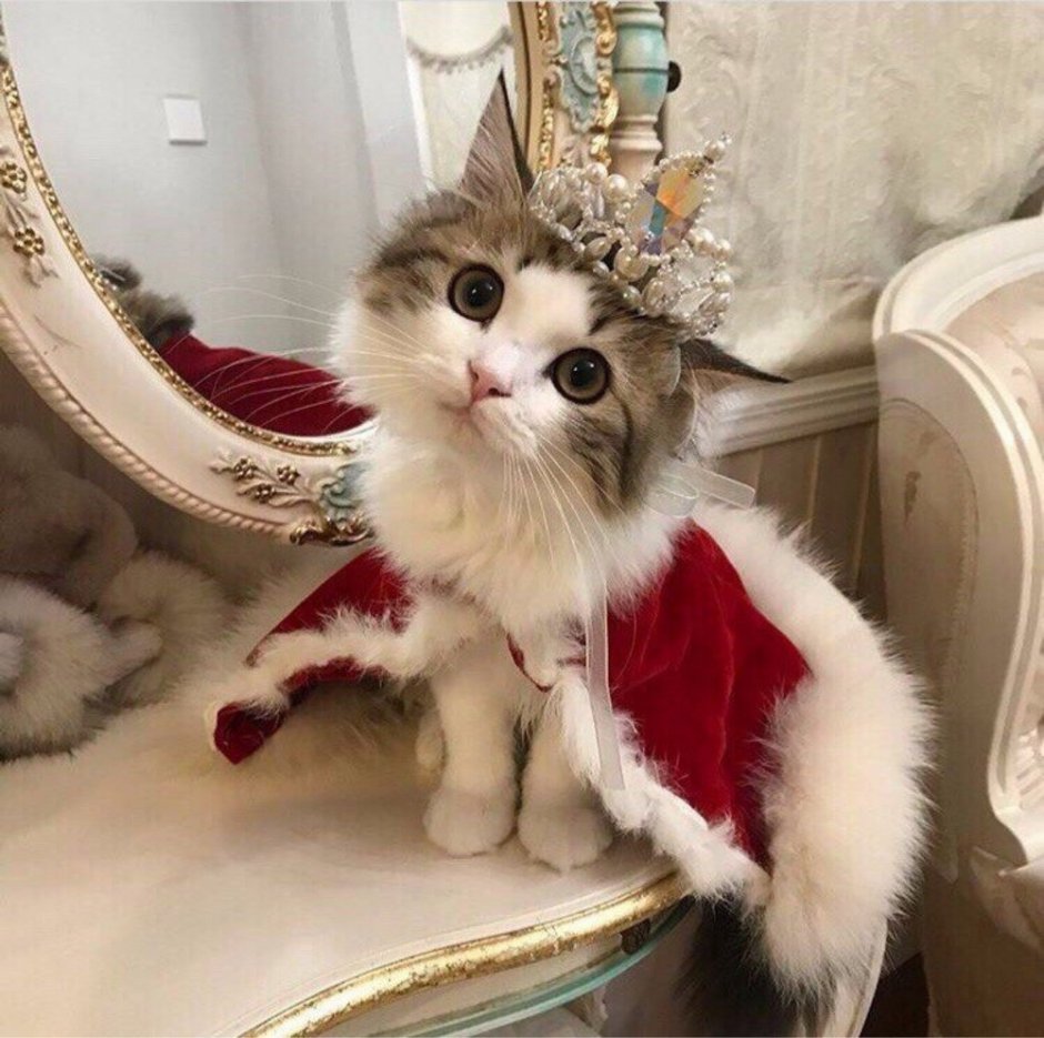 Кошка в короне