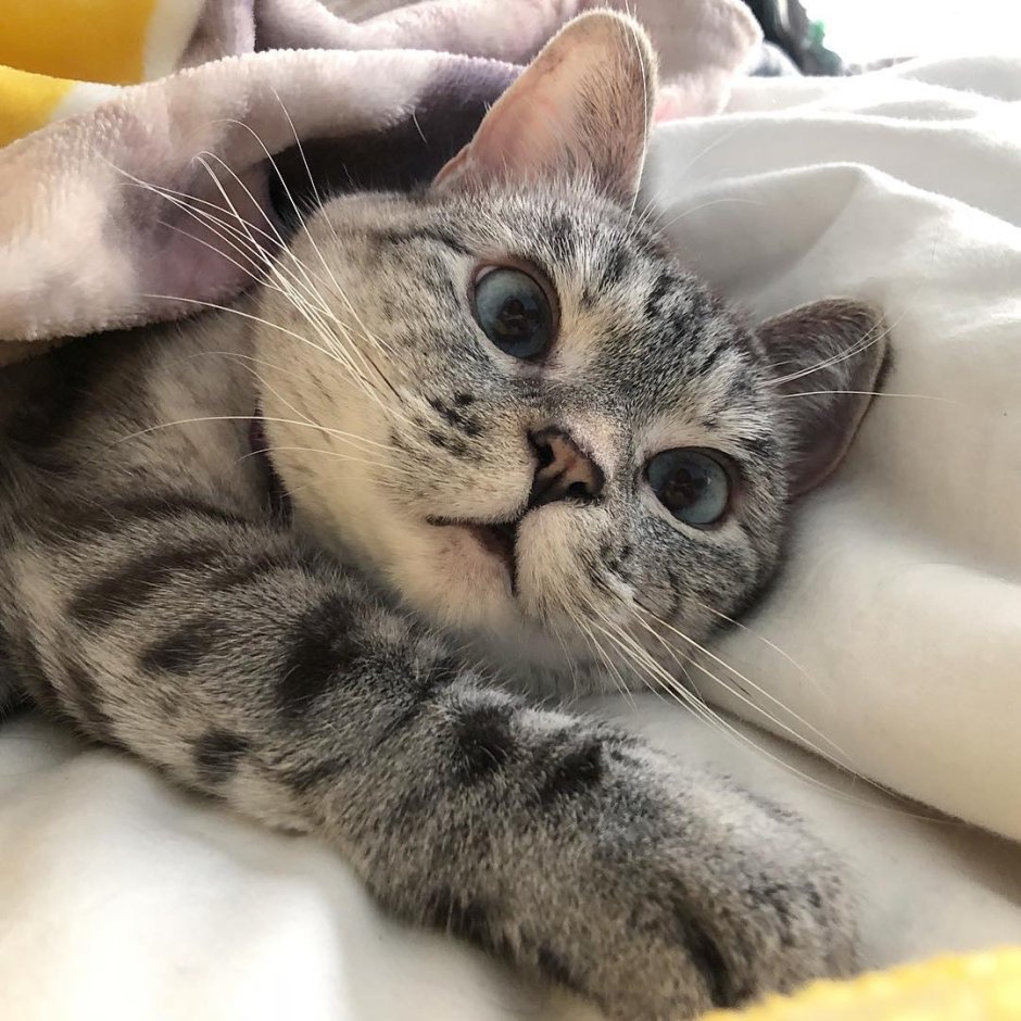 Милые успокаивающие котики