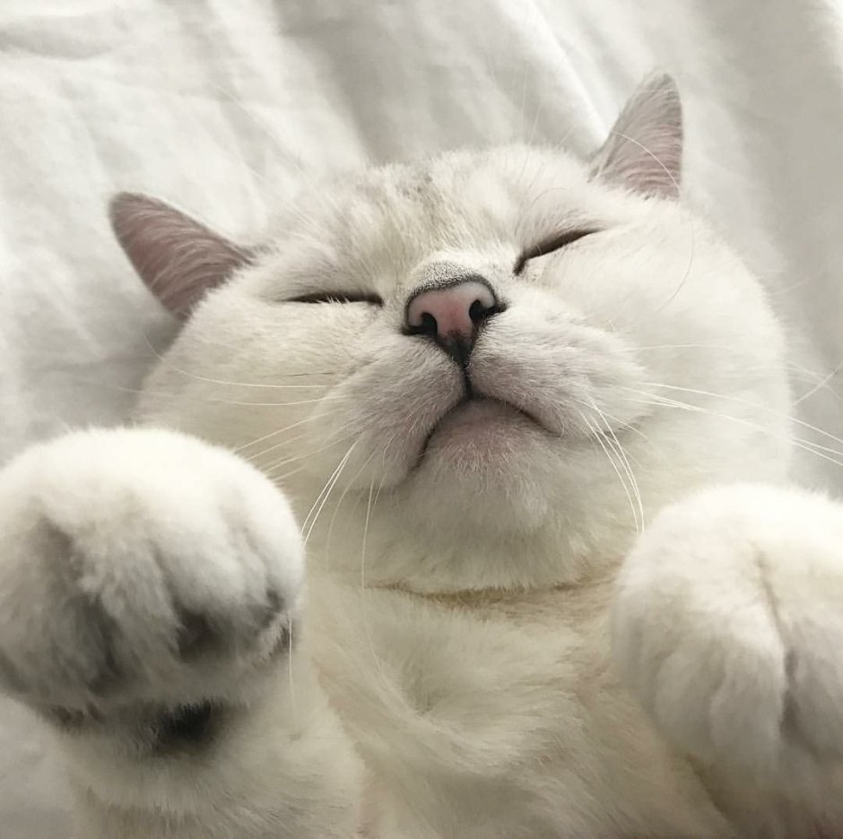 Милый котик Эстетика