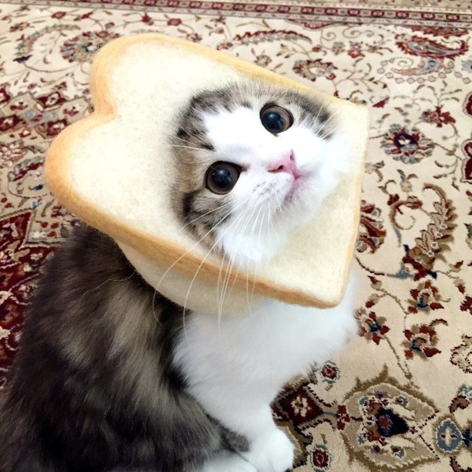 Няшный котик в шапочке