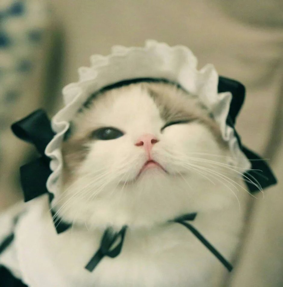 Милый котик на аву