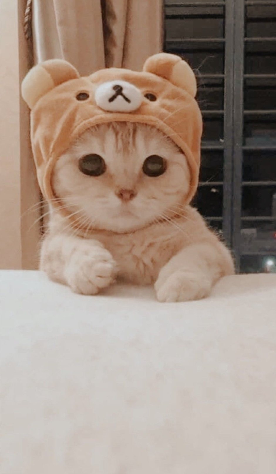 Милые котики в шапочках