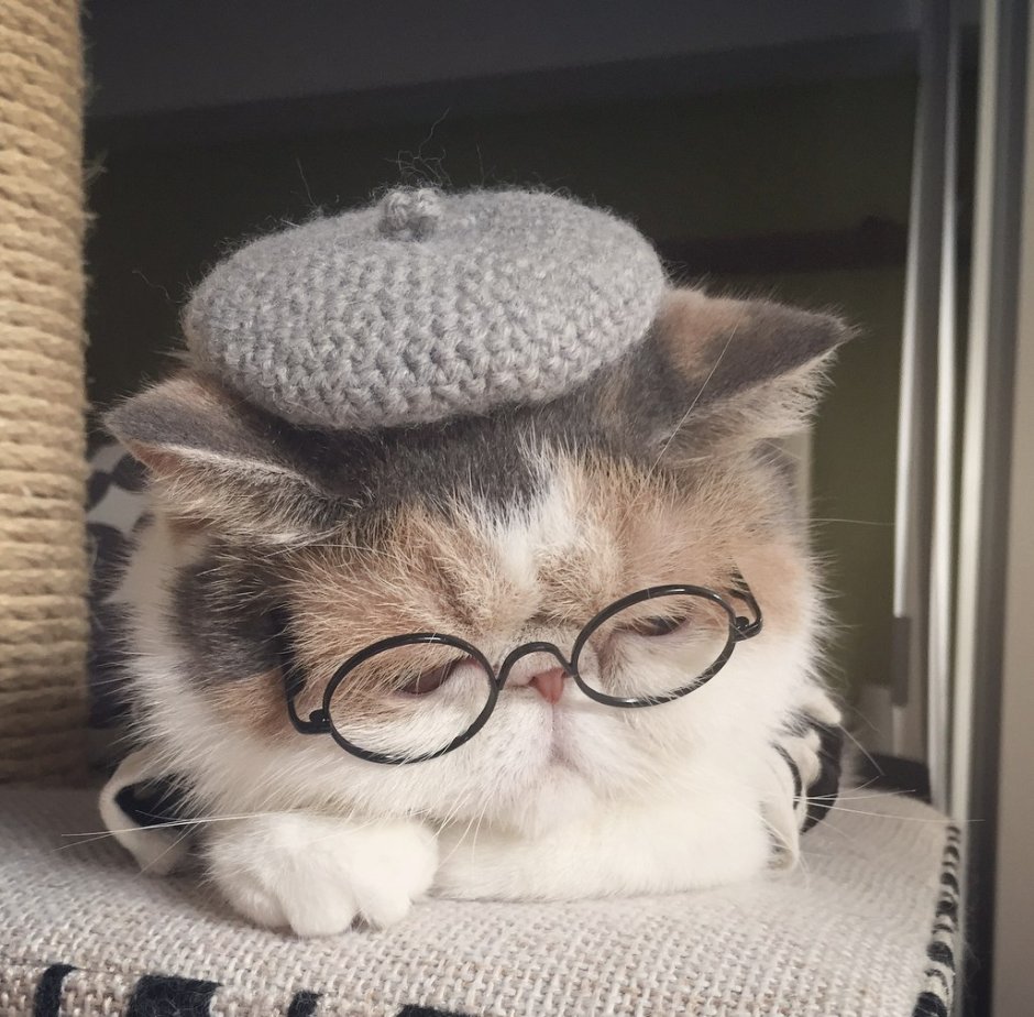 Котик в очках Эстетика