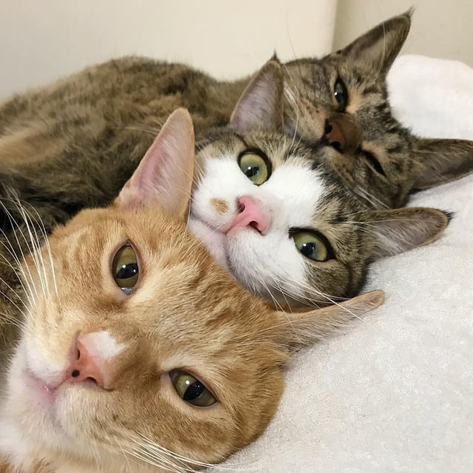 Котики друзья