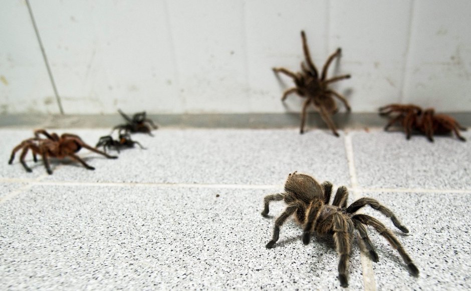 Grammostola mollicoma