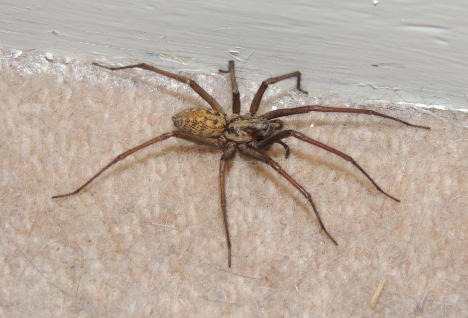 Домовой паук Tegenaria Agrestis