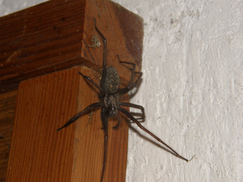 Eratigena atrica паук