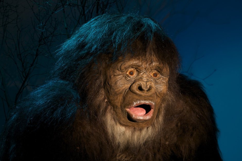 Miopithecus talapoin