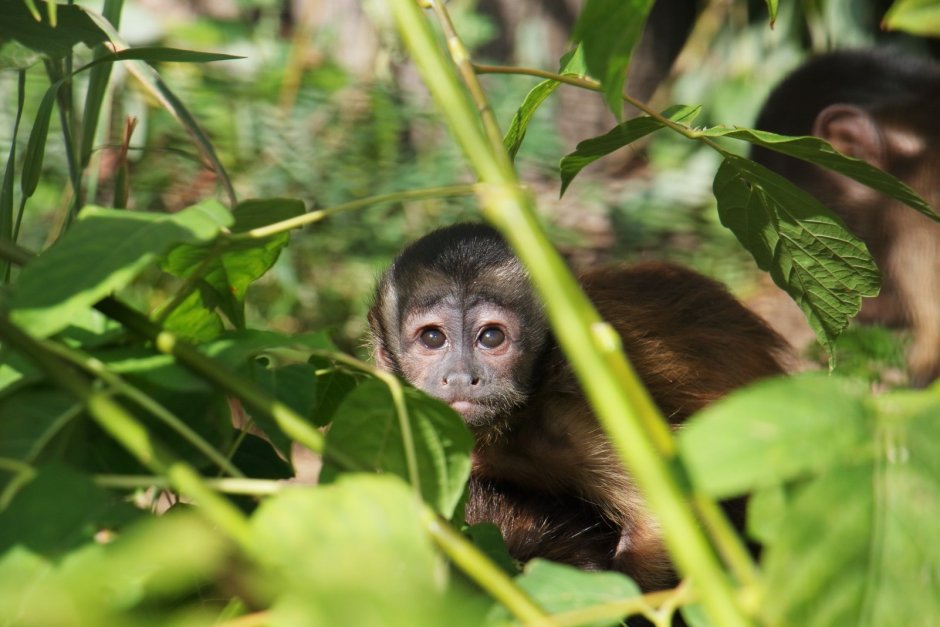 Allenopithecus nigroviridis