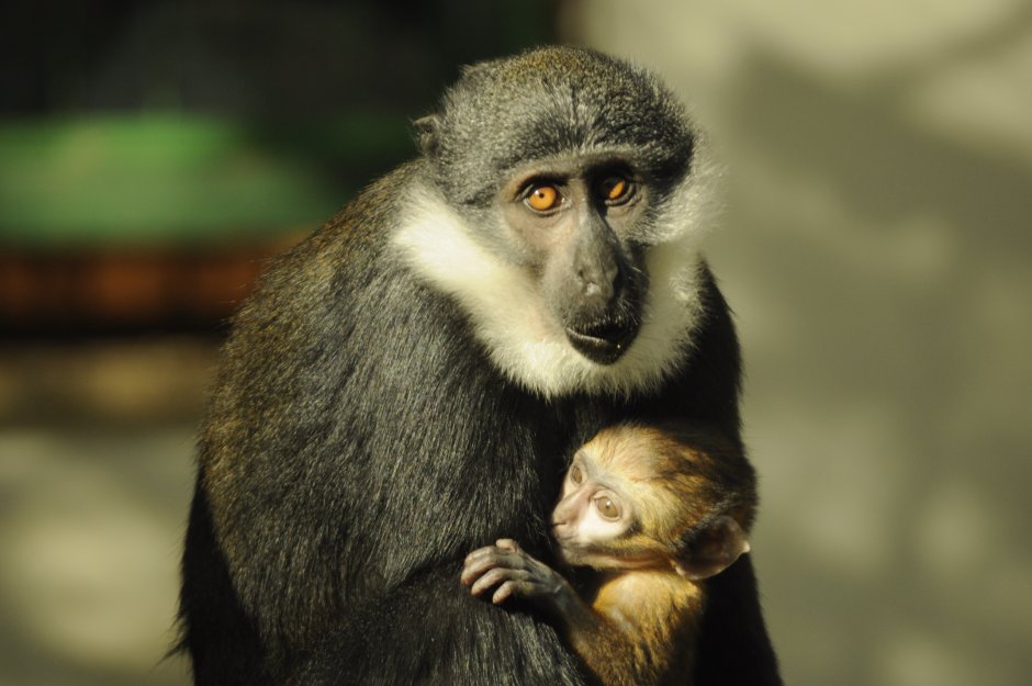 Allenopithecus nigroviridis