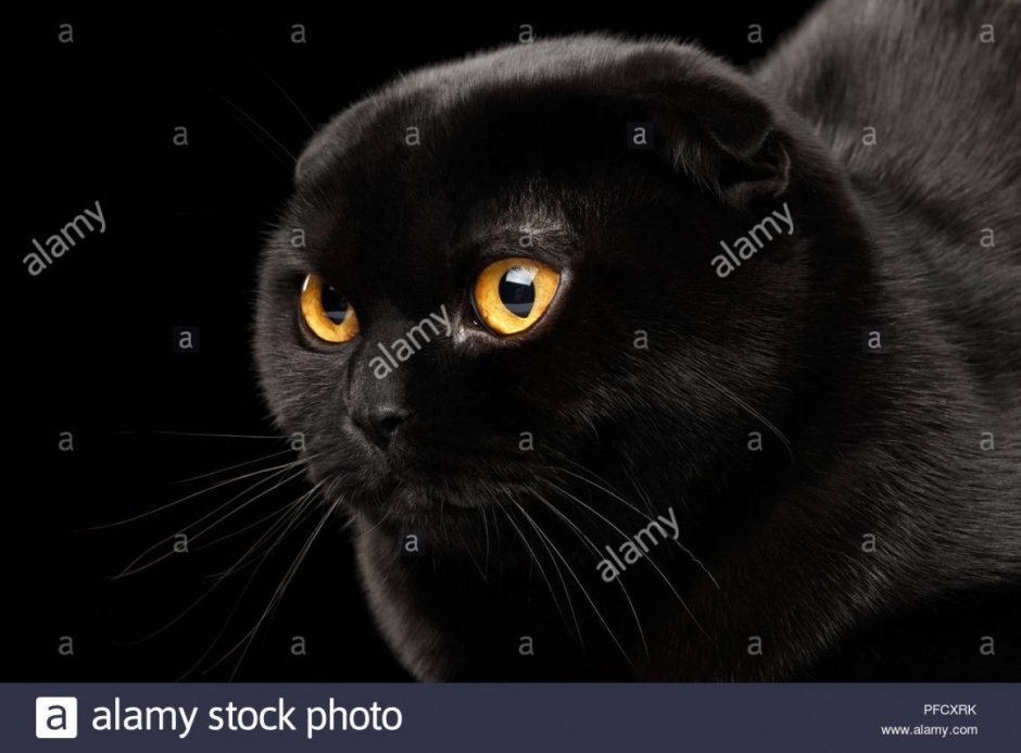 Чёрный вислоухий кот с жёлтыми глазами