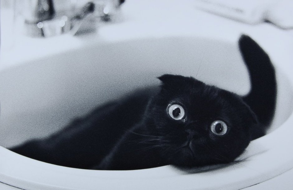 Скоттиш фолд эбони
