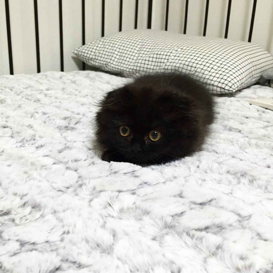 Шотландская вислоухая кошка черная