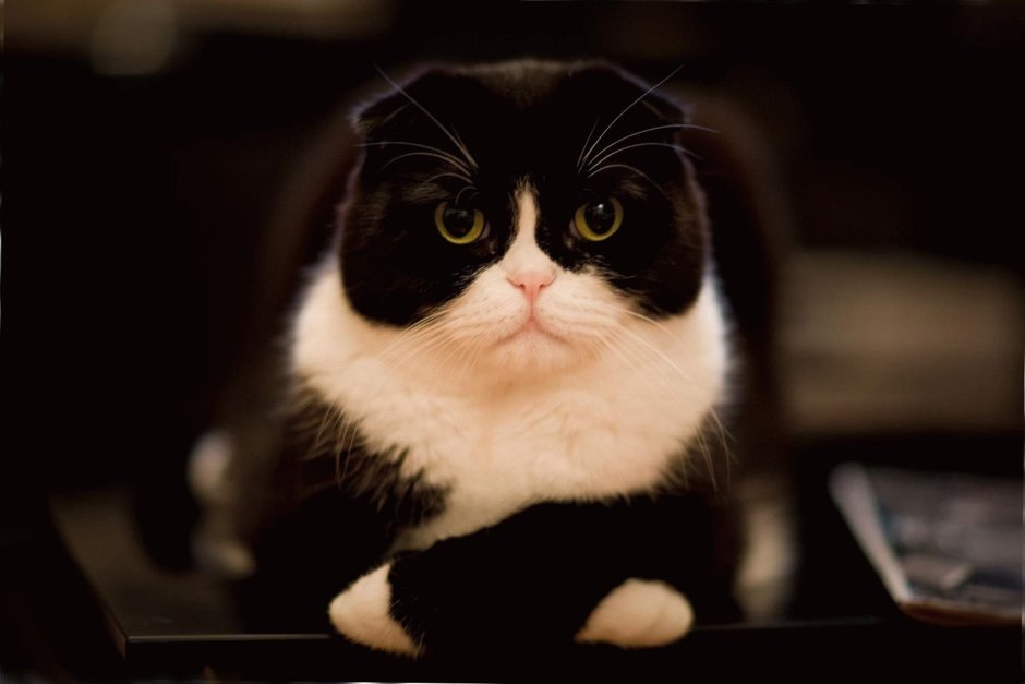 Шотландская вислоухая кошка черная