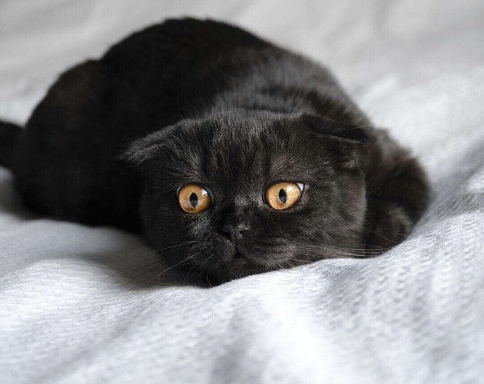 Черные Шотландские вислоухие котята