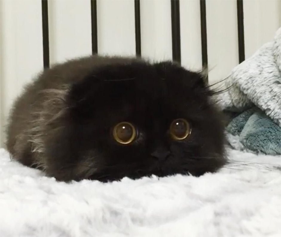Скоттиш фолд черно белый