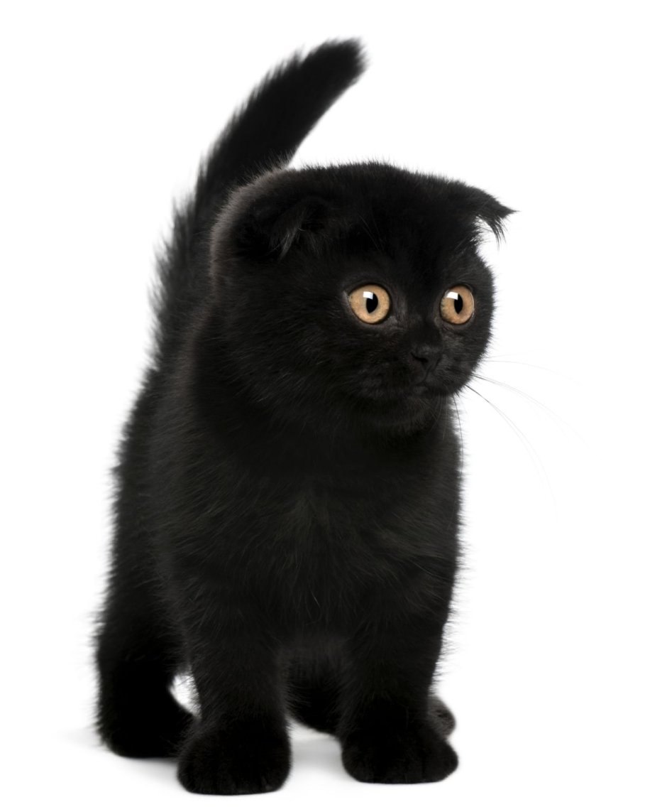 Скоттиш фолд черный котенок длинношёрстный