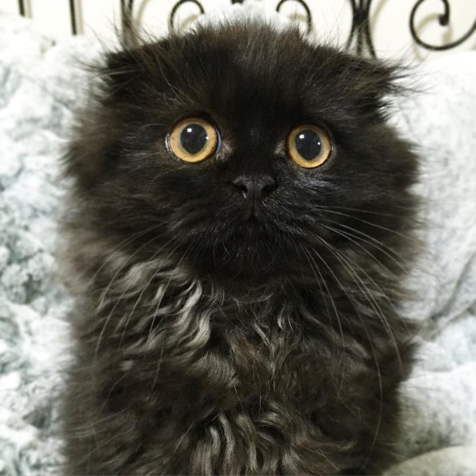 Шотландская вислоухая кошка черная