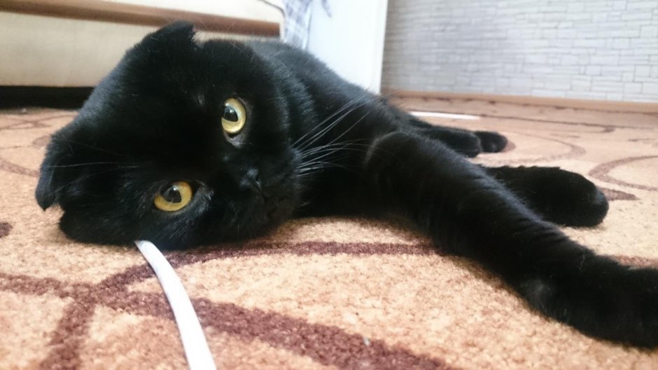 Толстые черные коты